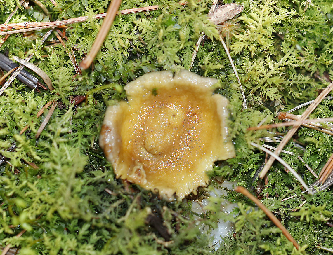 Blown-out Earthball - Scleroderma citrinum Old puffballs that look really awesome! They were cup-shaped and completely cleaned out (from the rain, maybe). What was left on the inside had the consistency of custard. The outer parts/flaps of most of the puffballs felt like cold scrambled eggs.<br />
<br />
Habitat: Growing under a conifer<br />
<figure class="photo"><a href="https://www.jungledragon.com/image/95065/blown-out_earthball_-_scleroderma_citrinum.html" title="Blown-out Earthball - Scleroderma citrinum"><img src="https://s3.amazonaws.com/media.jungledragon.com/images/3232/95065_thumb.jpg?AWSAccessKeyId=05GMT0V3GWVNE7GGM1R2&Expires=1769040010&Signature=gs52j8YPQOQApwR5rKj6ERP%2BP4k%3D" width="200" height="152" alt="Blown-out Earthball - Scleroderma citrinum Old puffballs that look really awesome! They were cup-shaped and completely cleaned out (from the rain, maybe). What was left on the inside had the consistency of custard. The outer parts/flaps of most of the puffballs felt like cold scrambled eggs.<br />
<br />
Habitat: Growing under a conifer<br />
https://www.jungledragon.com/image/95066/blown-out_earthball_-_scleroderma_citrinum.html Common Earthball,Geotagged,Scleroderma citrinum,Spring,United States,earthball,puffball" /></a></figure> Common Earthball,Geotagged,Scleroderma citrinum,Spring,United States