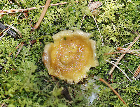 Blown-out Earthball - Scleroderma citrinum Old puffballs that look really awesome! They were cup-shaped and completely cleaned out (from the rain, maybe). What was left on the inside had the consistency of custard. The outer parts/flaps of most of the puffballs felt like cold scrambled eggs.

Habitat: Growing under a conifer
https://www.jungledragon.com/image/95065/blown-out_earthball_-_scleroderma_citrinum.html Common Earthball,Geotagged,Scleroderma citrinum,Spring,United States
