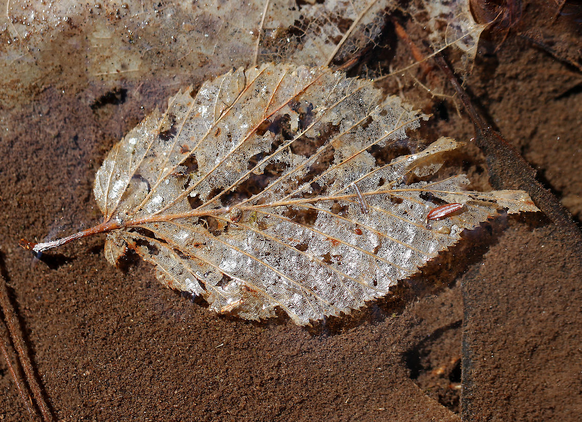 Skeletonized Leaf - Ulmus sp. Maybe Elm (Ulmus sp.)?<br />
<br />
Habitat: Shallows of a stream Geotagged,Spring,Ulmus,United States,elm,leaf,skeletonized leaf