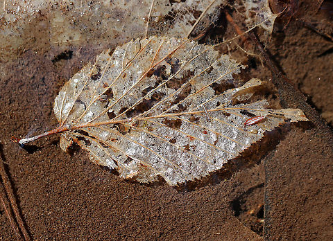 Skeletonized Leaf - Ulmus sp. Maybe Elm (Ulmus sp.)?

Habitat: Shallows of a stream Geotagged,Spring,Ulmus,United States,elm,leaf,skeletonized leaf