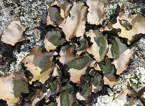 Smooth Rock Tripe - Umbilicaria mammulata This lichen turns green when wet and brown when dry. It had recently rained, but not enough to turn more than just the centers green.

Habitat: Covering rocks in a deciduous forest
https://www.jungledragon.com/image/95088/smooth_rock_tripe_-_umbilicaria_mammulata.html Geotagged,Smooth Rock Tripe,Spring,Umbilicaria mammulata,United States,lichen