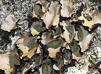Smooth Rock Tripe - Umbilicaria mammulata This lichen turns green when wet and brown when dry. It had recently rained, but not enough to turn more than just the centers green.<br />
<br />
Habitat: Covering rocks in a deciduous forest<br />
https://www.jungledragon.com/image/95088/smooth_rock_tripe_-_umbilicaria_mammulata.html Geotagged,Smooth Rock Tripe,Spring,Umbilicaria mammulata,United States,lichen