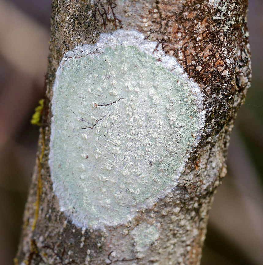 Lecanora thysanophora Habitat: Hardwood tree in a wetland Geotagged,Lecanora,Lecanora thysanophora,Spring,United States,lichen