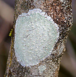 Lecanora thysanophora Habitat: Hardwood tree in a wetland Geotagged,Lecanora,Lecanora thysanophora,Spring,United States,lichen