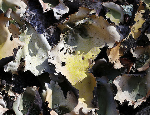 Smooth Rock Tripe - Umbilicaria mammulata This lichen turns green when wet and brown when dry. 

Habitat: Covering rocks in a deciduous forest
https://www.jungledragon.com/image/95085/smooth_rock_tripe_-_umbilicaria_mammulata.html Geotagged,Smooth Rock Tripe,Spring,Umbilicaria mammulata,United States