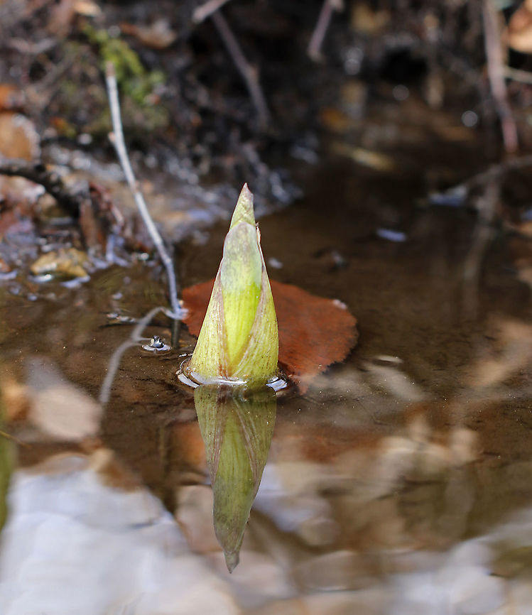 Eastern Skunk Cabbage - Symplocarpus foetidus It&#039;s just stinky skunk cabbage, but I get so excited to see it in early spring as it&#039;s a sure sign that winter is over.<br />
<br />
Habitat: Shallow stream<br />
<figure class="photo"><a href="https://www.jungledragon.com/image/95090/eastern_skunk_cabbage_-_symplocarpus_foetidus.html" title="Eastern Skunk Cabbage - Symplocarpus foetidus"><img src="https://s3.amazonaws.com/media.jungledragon.com/images/3232/95090_thumb.jpg?AWSAccessKeyId=05GMT0V3GWVNE7GGM1R2&Expires=1759968010&Signature=RnV0LFjzgNmBrvSidyIxbVOc7vM%3D" width="200" height="142" alt="Eastern Skunk Cabbage - Symplocarpus foetidus It&#039;s just stinky skunk cabbage, but I get so excited to see it in early spring as it&#039;s a sure sign that winter is over.<br />
<br />
Habitat: Shallow stream<br />
https://www.jungledragon.com/image/95089/eastern_skunk_cabbage_-_symplocarpus_foetidus.html Eastern skunk cabbage,Geotagged,Spring,Symplocarpus foetidus,United States" /></a></figure> Eastern skunk cabbage,Geotagged,Spring,Symplocarpus foetidus,United States