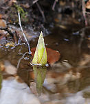 Eastern Skunk Cabbage - Symplocarpus foetidus It's just stinky skunk cabbage, but I get so excited to see it in early spring as it's a sure sign that winter is over.<br />
<br />
Habitat: Shallow stream<br />
https://www.jungledragon.com/image/95090/eastern_skunk_cabbage_-_symplocarpus_foetidus.html Eastern skunk cabbage,Geotagged,Spring,Symplocarpus foetidus,United States