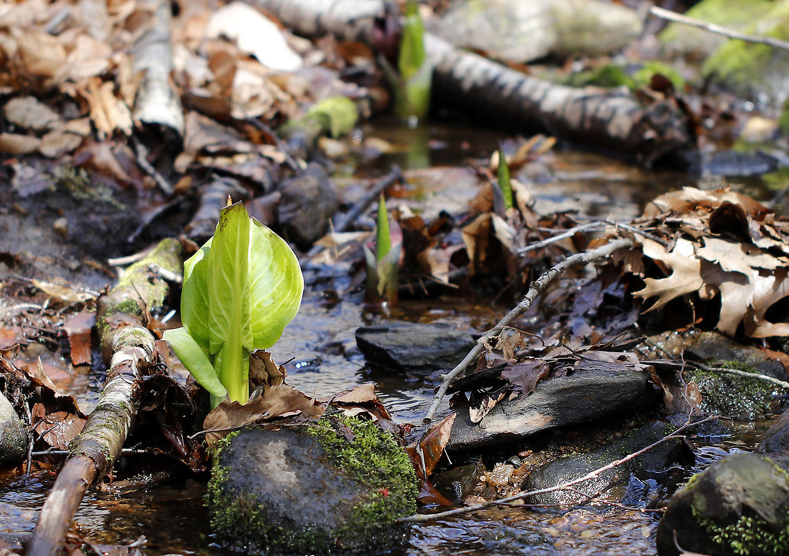Eastern Skunk Cabbage - Symplocarpus foetidus It&#039;s just stinky skunk cabbage, but I get so excited to see it in early spring as it&#039;s a sure sign that winter is over.<br />
<br />
Habitat: Shallow stream<br />
<figure class="photo"><a href="https://www.jungledragon.com/image/95089/eastern_skunk_cabbage_-_symplocarpus_foetidus.html" title="Eastern Skunk Cabbage - Symplocarpus foetidus"><img src="https://s3.amazonaws.com/media.jungledragon.com/images/3232/95089_thumb.jpg?AWSAccessKeyId=05GMT0V3GWVNE7GGM1R2&Expires=1769040010&Signature=DVtRC4HOn104kL2NxubzbAODCbc%3D" width="132" height="152" alt="Eastern Skunk Cabbage - Symplocarpus foetidus It&#039;s just stinky skunk cabbage, but I get so excited to see it in early spring as it&#039;s a sure sign that winter is over.<br />
<br />
Habitat: Shallow stream<br />
https://www.jungledragon.com/image/95090/eastern_skunk_cabbage_-_symplocarpus_foetidus.html Eastern skunk cabbage,Geotagged,Spring,Symplocarpus foetidus,United States" /></a></figure> Eastern skunk cabbage,Geotagged,Spring,Symplocarpus foetidus,United States