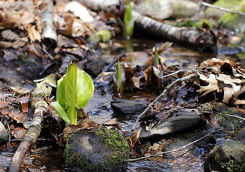 Eastern Skunk Cabbage - Symplocarpus foetidus It's just stinky skunk cabbage, but I get so excited to see it in early spring as it's a sure sign that winter is over.

Habitat: Shallow stream
https://www.jungledragon.com/image/95089/eastern_skunk_cabbage_-_symplocarpus_foetidus.html Eastern skunk cabbage,Geotagged,Spring,Symplocarpus foetidus,United States