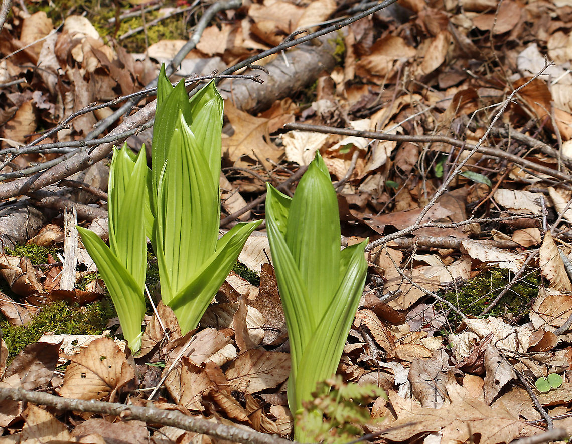 False Hellebore - Veratrum viride This plant has many colloquial names. But, whatever you may choose to call it, one thing is certain: you don't want to mess with it. False hellebore is highly toxic and contains steroidal alkaloids that can be very dangerous when eaten in large enough quantities. The roots and young shoots are particularly toxic.<br />
<br />
This plant was used by some Native American tribes to elect a new leader. All the candidates would eat the root, and the last to start vomiting would become the new leader.<br />
<br />
Habitat: Deciduous forest, near a stream False Hellebore,Geotagged,Spring,United States,Veratrum,Veratrum viride,big hellebore,blue hellebore,devils bite,duck retten,giant false-helleborine,green false hellebore,itchweed,poor Annie,tickleweed