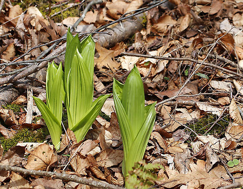 False Hellebore - Veratrum viride This plant has many colloquial names. But, whatever you may choose to call it, one thing is certain: you don't want to mess with it. False hellebore is highly toxic and contains steroidal alkaloids that can be very dangerous when eaten in large enough quantities. The roots and young shoots are particularly toxic.

This plant was used by some Native American tribes to elect a new leader. All the candidates would eat the root, and the last to start vomiting would become the new leader.

Habitat: Deciduous forest, near a stream False Hellebore,Geotagged,Spring,United States,Veratrum,Veratrum viride,big hellebore,blue hellebore,devils bite,duck retten,giant false-helleborine,green false hellebore,itchweed,poor Annie,tickleweed