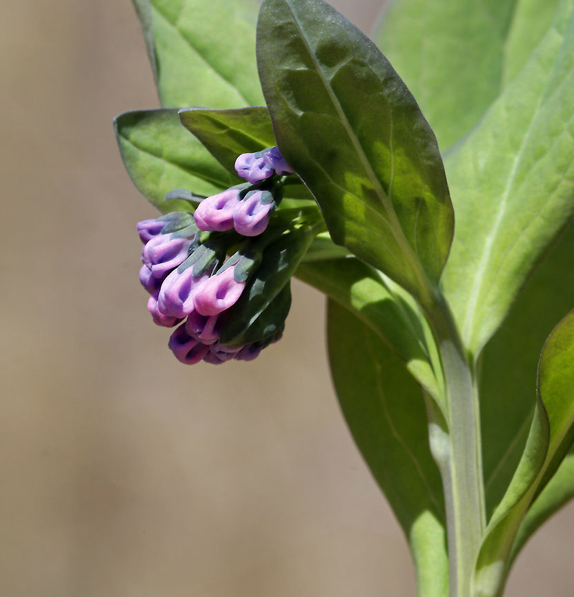Virginia Bluebell - Mertensia virginica Native to eastern North America.<br />
<br />
Habitat: Beside a stream in a deciduous forest Geotagged,Mertensia,Mertensia virginica,Spring,United States,Virginia Bluebell