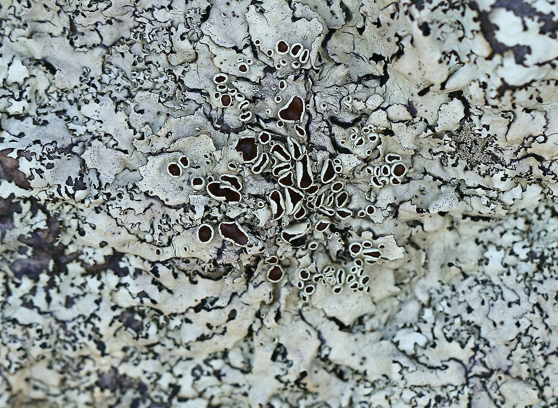 Lichen -  Xanthoparmelia sp. Substrate: Rock Geotagged,Spring,United States,Xanthoparmelia,lichen