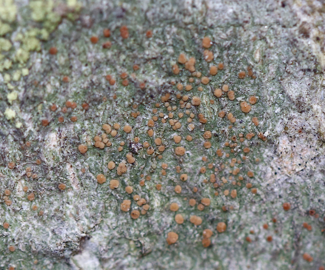 Lichen - Biatora flavopunctata Substrate: Hardwood tree Biatora,Biatora flavopunctata,Geotagged,Spring,United States,lichen
