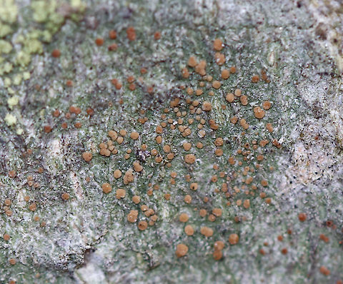 Lichen - Biatora flavopunctata Substrate: Hardwood tree Biatora,Biatora flavopunctata,Geotagged,Spring,United States,lichen