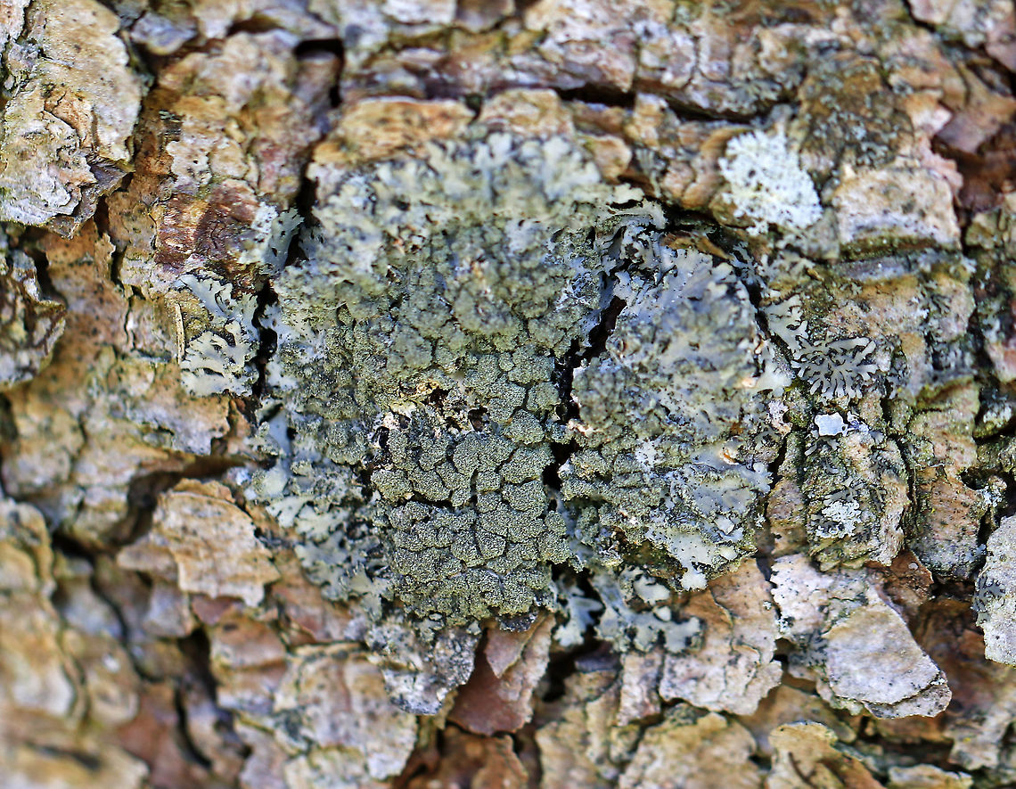 Lichen - Phaeophyscia orbicularis Substrate: Conifer bark Geotagged,Phaeophyscia,Phaeophyscia orbicularis,Spring,United States,lichen