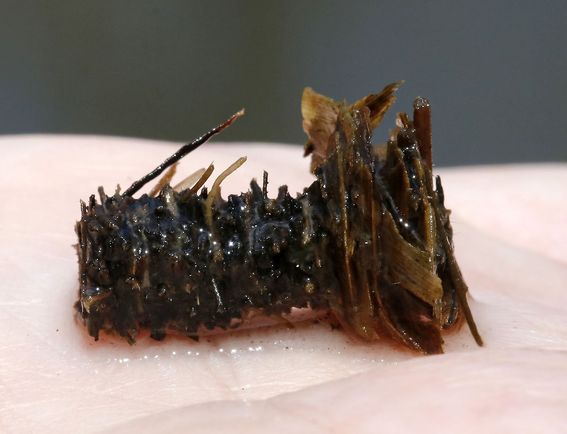 Caddisfly Case (Order Trichoptera) Caddisfly case made of cut up pieces of plant debris.<br />
<br />
Habitat: Woodland pond Geotagged,Limnephilidae,Spring,Trichoptera,United States,caddisfly,caddisfly case,case