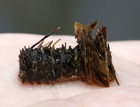 Caddisfly Case (Order Trichoptera) Caddisfly case made of cut up pieces of plant debris.

Habitat: Woodland pond Geotagged,Limnephilidae,Spring,Trichoptera,United States,caddisfly,caddisfly case,case