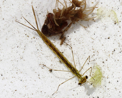 Damselfly Nymph - Coenagrionidae Brownish yellow, long body, and slender antennae. 

Habitat: Woodland pond edge Coenagrionidae,Geotagged,Spring,United States,common damselfly,damselfly,damselfly nymph,nymph