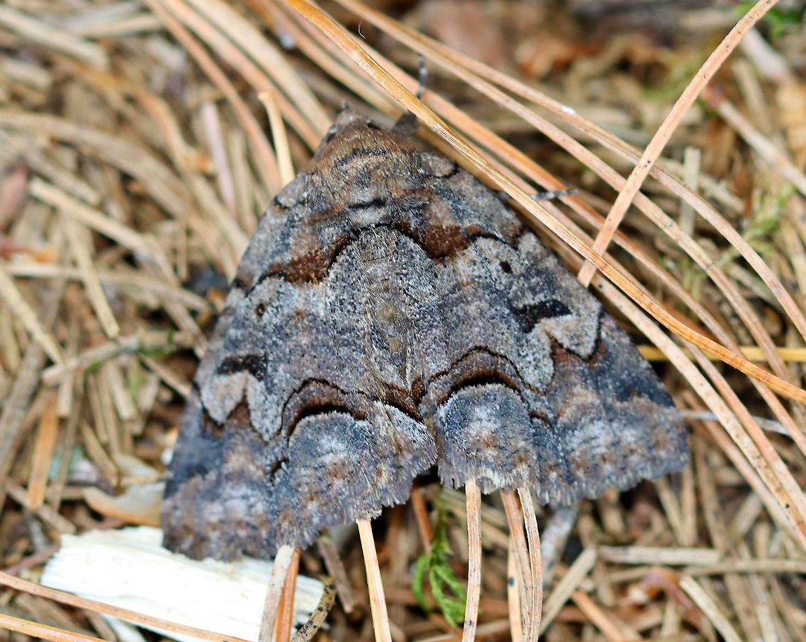 Brown-spotted Zale Moth - Zale helata Habitat: Resting under a pine tree in a meadow/forest edge Brown-spotted Zale Moth,Geotagged,Spring,United States,Zale,Zale helata,moth