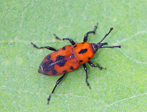 Cocklebur Weevil - Rhodobaenus quinquepunctatus TL: ~6 mm. Elytra and pronotum orange-red with black spots that coalesced or form patches; black legs

Habitat: Rural garden
https://www.jungledragon.com/image/95116/cocklebur_weevil_-_rhodobaenus_quinquepunctatus.html Cocklebur Weevil,Geotagged,Rhodobaenus quinquepunctatus,Spring,United States,beetle,weevil