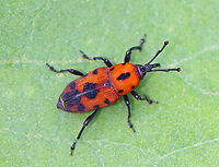 Cocklebur Weevil - Rhodobaenus quinquepunctatus TL: ~6 mm. Elytra and pronotum orange-red with black spots that coalesced or form patches; black legs<br />
<br />
Habitat: Rural garden<br />
https://www.jungledragon.com/image/95116/cocklebur_weevil_-_rhodobaenus_quinquepunctatus.html Cocklebur Weevil,Geotagged,Rhodobaenus quinquepunctatus,Spring,United States,beetle,weevil