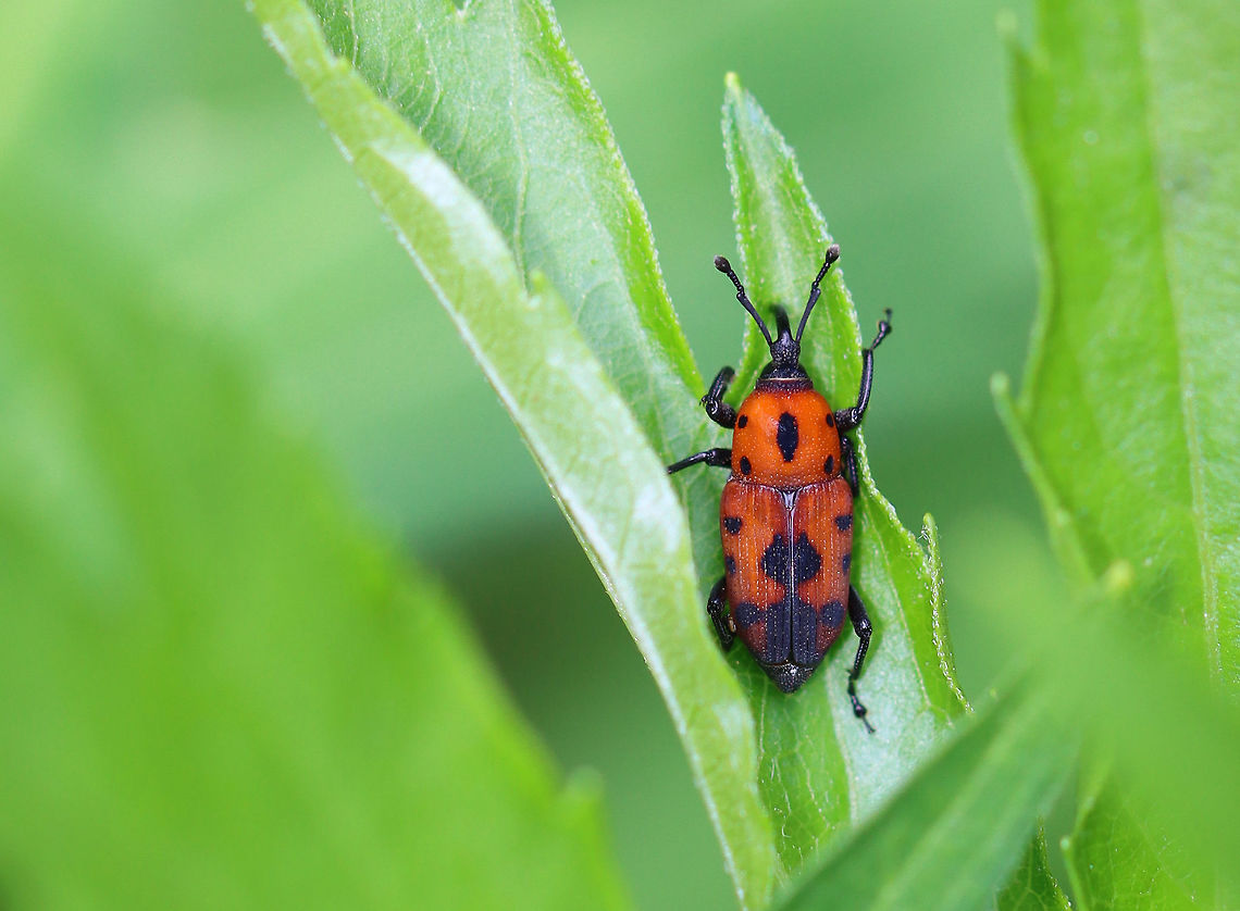Cocklebur Weevil - Rhodobaenus quinquepunctatus TL: ~6 mm. Elytra and pronotum orange-red with black spots that coalesced or form patches; black legs<br />
<br />
Habitat: Rural garden<br />
<figure class="photo"><a href="https://www.jungledragon.com/image/95114/cocklebur_weevil_-_rhodobaenus_quinquepunctatus.html" title="Cocklebur Weevil - Rhodobaenus quinquepunctatus"><img src="https://s3.amazonaws.com/media.jungledragon.com/images/3232/95114_thumb.jpg?AWSAccessKeyId=05GMT0V3GWVNE7GGM1R2&Expires=1770854410&Signature=zloAjLB9G6Xa6D4E7nrGNfy5LN0%3D" width="200" height="154" alt="Cocklebur Weevil - Rhodobaenus quinquepunctatus TL: ~6 mm. Elytra and pronotum orange-red with black spots that coalesced or form patches; black legs<br />
<br />
Habitat: Rural garden<br />
https://www.jungledragon.com/image/95116/cocklebur_weevil_-_rhodobaenus_quinquepunctatus.html Cocklebur Weevil,Geotagged,Rhodobaenus quinquepunctatus,Spring,United States,beetle,weevil" /></a></figure> Cocklebur Weevil,Geotagged,Rhodobaenus quinquepunctatus,Spring,United States