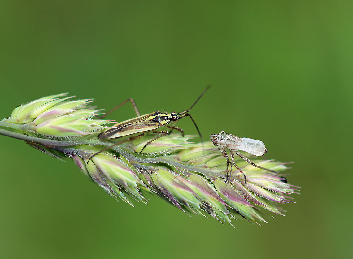 Meadow Plant Bug - Leptopterna dolabrata I imagine this bug was looking at its shed skin and reminiscing about how simple life used to be in its previous instar.<br />
<br />
They feed on developing grass seeds.<br />
<br />
Habitat: Meadow Geotagged,Leptopterna,Leptopterna dolabrata,Meadow Plant Bug,Spring,United States,bug,plant bug