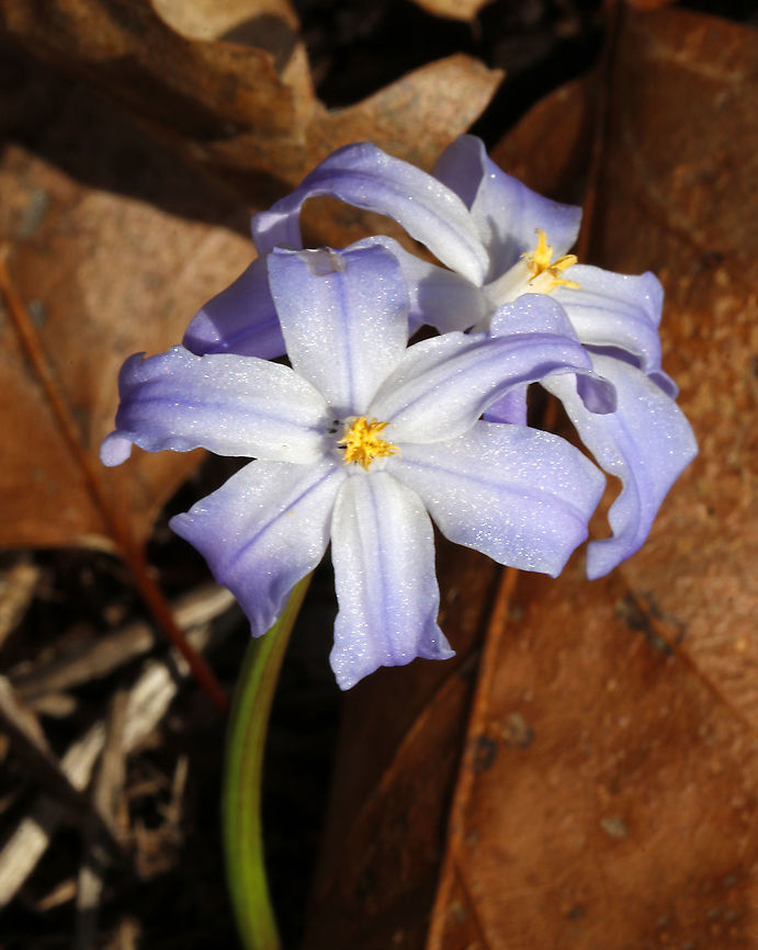 Bossier's Glory-of-the-snow - Scilla luciliae Native to Turkey and sometimes cultivated in North America.<br />
<br />
Habitat: Rural garden Bossier's Glory-of-the-snow,Geotagged,Scilla,Scilla luciliae,Spring,United States