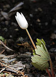 Bloodroot - Sanguinaria canadensis Habitat: Deciduous forest<br />
https://www.jungledragon.com/image/95160/bloodroot_-_sanguinaria_canadensis.html<br />
https://www.jungledragon.com/image/95159/bloodroot_-_sanguinaria_canadensis.html Bloodroot,Geotagged,Sanguinaria,Sanguinaria canadensis,Spring,United States