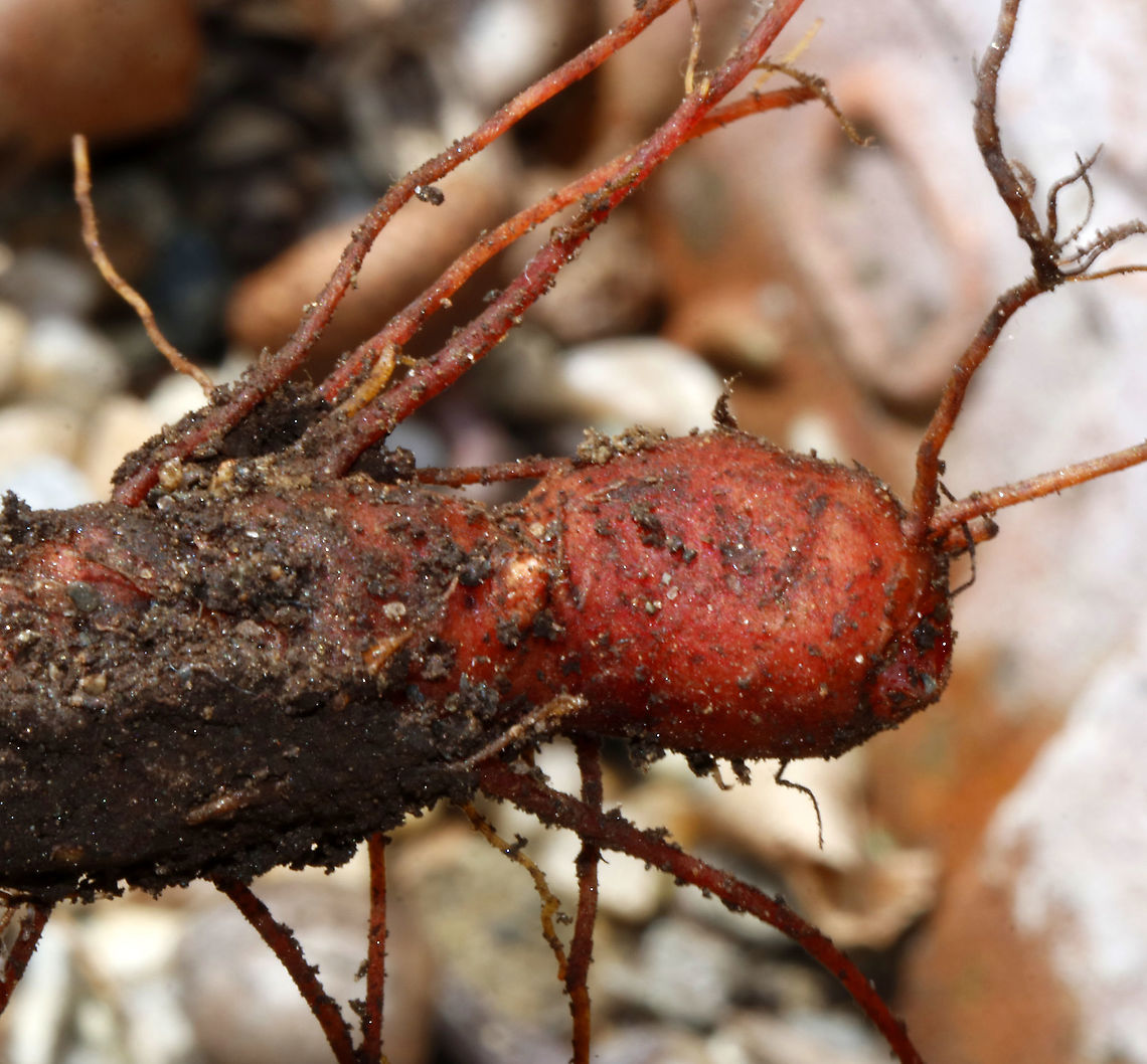Bloodroot - Sanguinaria canadensis The blood-red root was traditionally used as a dye in addition to many medicinal uses. But, it has toxic properties and is not recommended to be ingested.<br />
<br />
Habitat: Deciduous forest<br />
<figure class="photo"><a href="https://www.jungledragon.com/image/95158/bloodroot_-_sanguinaria_canadensis.html" title="Bloodroot - Sanguinaria canadensis"><img src="https://s3.amazonaws.com/media.jungledragon.com/images/3232/95158_thumb.jpg?AWSAccessKeyId=05GMT0V3GWVNE7GGM1R2&Expires=1769040010&Signature=PAeNhY9z6Hy1hJ3b2SSxYgdYggI%3D" width="112" height="152" alt="Bloodroot - Sanguinaria canadensis Habitat: Deciduous forest<br />
https://www.jungledragon.com/image/95160/bloodroot_-_sanguinaria_canadensis.html<br />
https://www.jungledragon.com/image/95159/bloodroot_-_sanguinaria_canadensis.html Bloodroot,Geotagged,Sanguinaria,Sanguinaria canadensis,Spring,United States" /></a></figure><br />
<figure class="photo"><a href="https://www.jungledragon.com/image/95160/bloodroot_-_sanguinaria_canadensis.html" title="Bloodroot - Sanguinaria canadensis"><img src="https://s3.amazonaws.com/media.jungledragon.com/images/3232/95160_thumb.jpg?AWSAccessKeyId=05GMT0V3GWVNE7GGM1R2&Expires=1769040010&Signature=4nLfHlG5sSMdmQXsMtJAD%2FU9uLQ%3D" width="200" height="148" alt="Bloodroot - Sanguinaria canadensis The blood-red root was traditionally used as a dye in addition to many medicinal uses. But, it has toxic properties and is not recommended to be ingested.<br />
<br />
Habitat: Deciduous forest<br />
https://www.jungledragon.com/image/95158/bloodroot_-_sanguinaria_canadensis.html<br />
https://www.jungledragon.com/image/95159/bloodroot_-_sanguinaria_canadensis.html Bloodroot,Geotagged,Sanguinaria canadensis,Spring,United States" /></a></figure> Bloodroot,Geotagged,Sanguinaria canadensis,Spring,United States