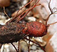 Bloodroot - Sanguinaria canadensis The blood-red root was traditionally used as a dye in addition to many medicinal uses. But, it has toxic properties and is not recommended to be ingested.<br />
<br />
Habitat: Deciduous forest<br />
https://www.jungledragon.com/image/95158/bloodroot_-_sanguinaria_canadensis.html<br />
https://www.jungledragon.com/image/95160/bloodroot_-_sanguinaria_canadensis.html Bloodroot,Geotagged,Sanguinaria canadensis,Spring,United States
