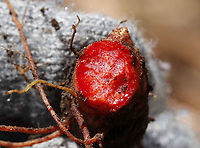 Bloodroot - Sanguinaria canadensis The blood-red root was traditionally used as a dye in addition to many medicinal uses. But, it has toxic properties and is not recommended to be ingested.<br />
<br />
Habitat: Deciduous forest<br />
https://www.jungledragon.com/image/95158/bloodroot_-_sanguinaria_canadensis.html<br />
https://www.jungledragon.com/image/95159/bloodroot_-_sanguinaria_canadensis.html Bloodroot,Geotagged,Sanguinaria canadensis,Spring,United States