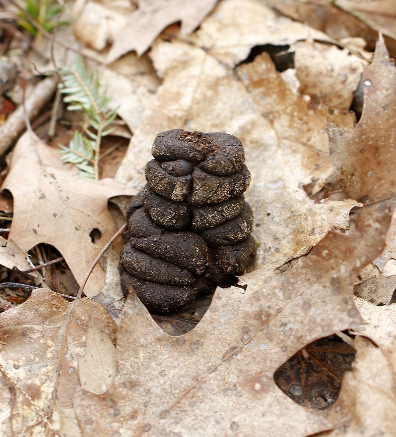 White-tailed Deer (Odocoileus virginianus) Scat It looked a pile of poop pancakes.<br />
<br />
Habitat: Deciduous forest Geotagged,Spring,United States,deer,deer scat,scat,signs of wildlife
