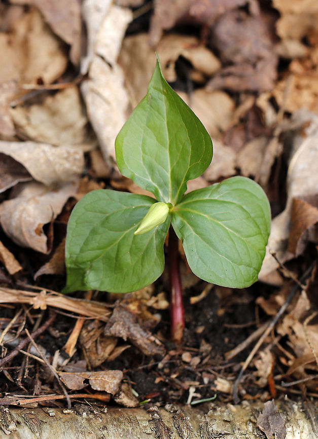 Red Trillium - Trillium erectum Not quite in bloom...<br />
<br />
Habitat: Mixed forest Geotagged,Red trillium,Spring,Trillium,Trillium erectum,United States
