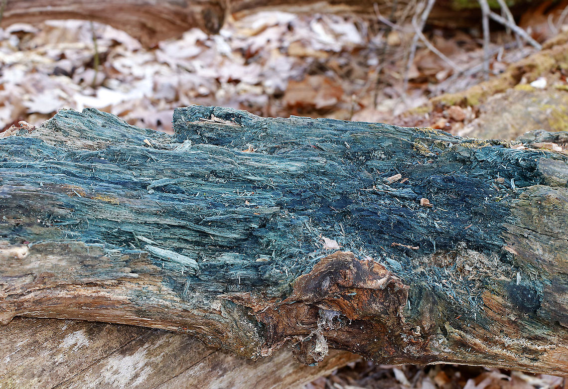 Chlorociboria-Infected Wood - Chlorociboria sp. Blue wood is a characteristic of wood that has been infected with Chlorociboria fungus. No fruiting bodies were present.<br />
<br />
Chlorociboria species contain a napthaquinone pigment called xylindein, which is the reason for the characteristic bluish-green stain that occurs on wood that's infected by this species.<br />
<br />
Habitat: Rotting wood in a mixed forest Chlorociboria,Geotagged,Spring,United States,blue wood