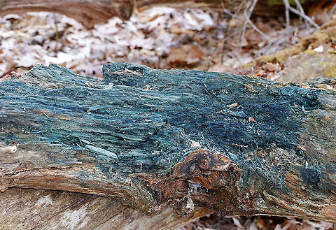 Chlorociboria-Infected Wood - Chlorociboria sp. Blue wood is a characteristic of wood that has been infected with Chlorociboria fungus. No fruiting bodies were present.

Chlorociboria species contain a napthaquinone pigment called xylindein, which is the reason for the characteristic bluish-green stain that occurs on wood that's infected by this species.

Habitat: Rotting wood in a mixed forest Chlorociboria,Geotagged,Spring,United States,blue wood