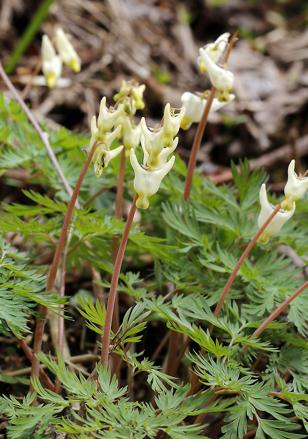 Dutchman's Breeches - Dicentra cucullaria Habitat: Floodplain; deciduous forest Dicentra,Dicentra cucullaria,Dutchman's breeches,Geotagged,Spring,United States