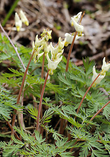Dutchman's Breeches - Dicentra cucullaria Habitat: Floodplain; deciduous forest Dicentra,Dicentra cucullaria,Dutchman's breeches,Geotagged,Spring,United States