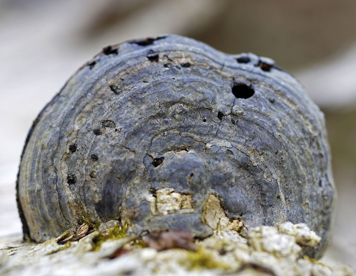 Fomes excavatus This fungus looked to be full of insects<br />
<br />
Habitat: Birch<br />
<br />
 Fomes,Fomes excavatus,Geotagged,Spring,United States,polypore
