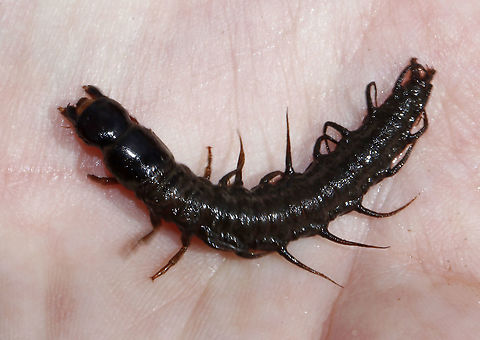 Dark Fishfly Larva - Nigronia serricornis Habitat: River's edge Geotagged,Hellgrammite,Nigronia,Nigronia serricornis,Spring,United States,fishfly larva,larva