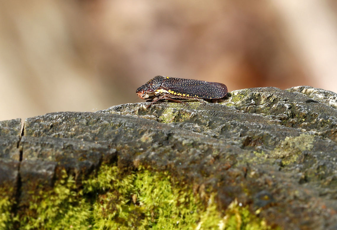 Speckled Sharpshooter - Paraulacizes irrorata TL: ~10 mm. Gorgeous, blue, speckled leafhopper with bits of yellow on its sides.<br />
<br />
Habitat: Resting on rotting wood in a deciduous forest Geotagged,Paraulacizes,Paraulacizes irrorata,Speckled Sharpshooter,Spring,United States,leafhopper,sharpshooter