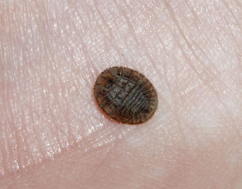 Water Penny Beetle Larva - Psephenus herricki Blurry, but it shows the details of the dorsal surface pretty well. 

Flat, oval larva with a hard, brown dorsal surface. It has abdominal gills on the ventral surface.

Habitat: Under a rock in a river Geotagged,Psephenus,Psephenus herricki,Spring,United States,Water Penny Beetle,beetle,beetle larva,larva