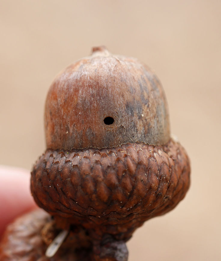 Probably a Weevil Exit Hole in Acorn (Quercus sp.) This hole was about 3 mm across and might have been made by a mature larva that was exiting to hibernate in the soil.<br />
<br />
Habitat: Deciduous forest Geotagged,Quercus,Spring,United States,acorn,signs of wildlife,weevil