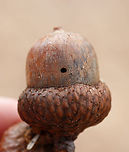 Probably a Weevil Exit Hole in Acorn (Quercus sp.) This hole was about 3 mm across and might have been made by a mature larva that was exiting to hibernate in the soil.<br />
<br />
Habitat: Deciduous forest Geotagged,Quercus,Spring,United States,acorn,signs of wildlife,weevil