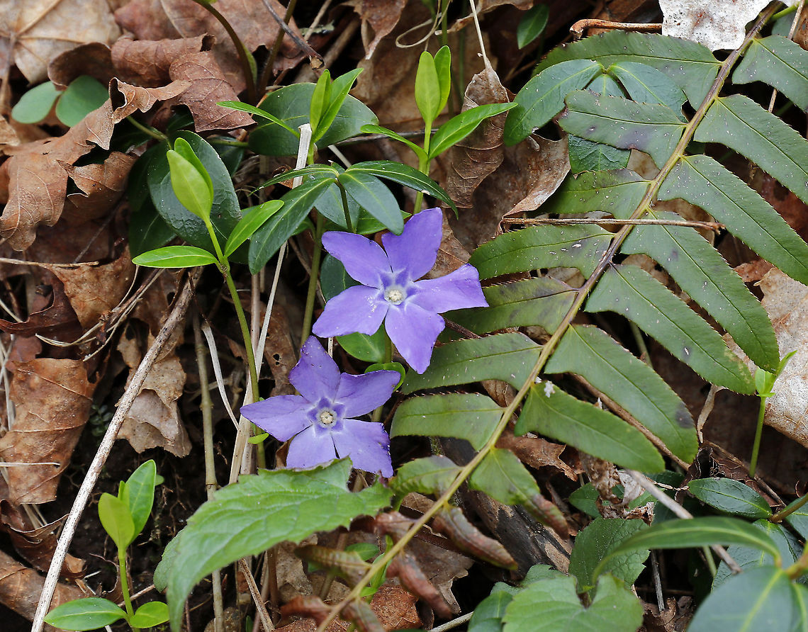 Periwinkle - Vinca minor A low, evergreen plant with purple flowers. Flowers have 5 petals with a white star shape in the center.<br />
<br />
Habitat: Deciduous forest<br />
<figure class="photo"><a href="https://www.jungledragon.com/image/95202/periwinkle_-_vinca_minor.html" title="Periwinkle - Vinca minor"><img src="https://s3.amazonaws.com/media.jungledragon.com/images/3232/95202_thumb.jpg?AWSAccessKeyId=05GMT0V3GWVNE7GGM1R2&Expires=1759968010&Signature=b%2F0wCyfkbii6UMSKWejPwreNIWE%3D" width="110" height="152" alt="Periwinkle - Vinca minor A low, evergreen plant with purple flowers. Flowers have 5 petals with a white star shape in the center.<br />
<br />
Habitat: Deciduous forest<br />
https://www.jungledragon.com/image/95201/periwinkle_-_vinca_minor.html Geotagged,Lesser periwinkle,Spring,United States,Vinca minor" /></a></figure> Geotagged,Lesser periwinkle,Periwinkle,Spring,United States,Vinca,Vinca minor