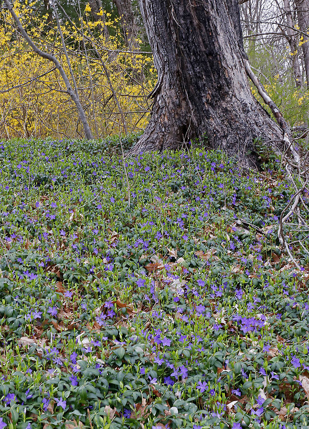 Periwinkle - Vinca minor A low, evergreen plant with purple flowers. Flowers have 5 petals with a white star shape in the center.<br />
<br />
Habitat: Deciduous forest<br />
<figure class="photo"><a href="https://www.jungledragon.com/image/95201/periwinkle_-_vinca_minor.html" title="Periwinkle - Vinca minor"><img src="https://s3.amazonaws.com/media.jungledragon.com/images/3232/95201_thumb.jpg?AWSAccessKeyId=05GMT0V3GWVNE7GGM1R2&Expires=1759968010&Signature=UmIzrl63WDVpHeF154Z3u8M%2F7p4%3D" width="200" height="158" alt="Periwinkle - Vinca minor A low, evergreen plant with purple flowers. Flowers have 5 petals with a white star shape in the center.<br />
<br />
Habitat: Deciduous forest<br />
https://www.jungledragon.com/image/95202/periwinkle_-_vinca_minor.html Geotagged,Lesser periwinkle,Periwinkle,Spring,United States,Vinca,Vinca minor" /></a></figure> Geotagged,Lesser periwinkle,Spring,United States,Vinca minor