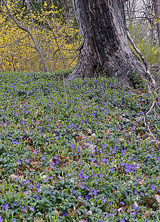 Periwinkle - Vinca minor A low, evergreen plant with purple flowers. Flowers have 5 petals with a white star shape in the center.

Habitat: Deciduous forest
https://www.jungledragon.com/image/95201/periwinkle_-_vinca_minor.html Geotagged,Lesser periwinkle,Spring,United States,Vinca minor