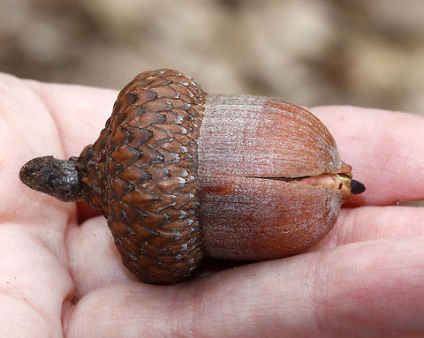 Acorn - Quercus sp. A gigantic acorn!

Habitat: Deciduous forest Geotagged,Spring,United States,acorn,quercus