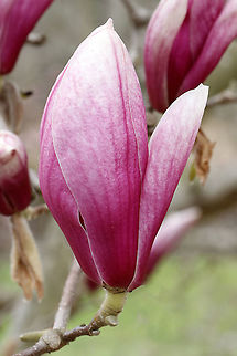 Chinese Magnolia - Magnolia x soulangeana Chinese Magnolia is a hybrid magnolia with large, pink and white flowers. It blooms in early spring.

Habitat: Meadow edge Chinese Magnolia,Geotagged,Magnolia soulangeana,Spring,United States,magnolia